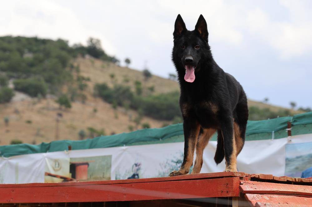 Konya’da zorlu eğitimden geçirilen köpekler afetlerde görev alıyor 10